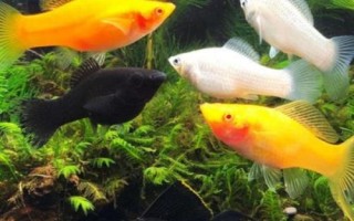 鱼类常用药物有哪些，患病的原因不同药物使用也不同