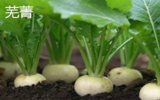 萝卜和芜菁的区别,科属、外形和口感均不同