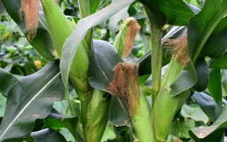 新甜玉18号玉米种子介绍，中等肥力以上地块种植