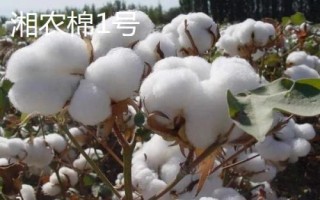 棉花的品种,不同品种适合不同地区种植