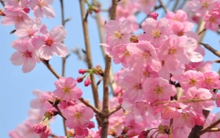 春天开什么花，常见的有桃花、樱花、迎春花等