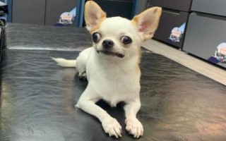 吉娃娃经常哭的原因，患病时会通过流泪吸引主人的注意