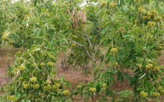 光杆栗子树栽种后为何不发芽,一般是由于留枝过多所导致