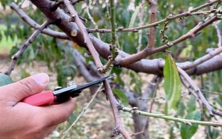 油桃树的剪枝方法，生长发育的前期以造型修剪为主