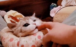 怎么防止被猫抓伤,发情期尽可能减少与猫咪的接触