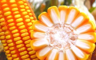 中禾2号玉米种子特点,高抗茎腐病