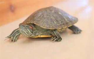 巴西龟冬眠苏醒的时间，一般在次年的3-4月份逐渐苏醒