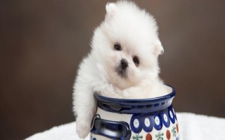 怎么养茶杯犬幼犬，幼龄时期必须供给充足的营养