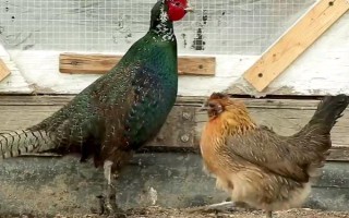 什么是商品杂交鸡，是相同品种或不同品种的特定品系间的杂交