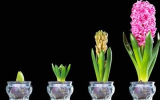 水培风信子开花后如何处理，剪除残花枯叶并消毒、将种球放置一段时间再重新栽培