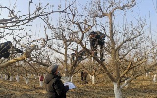 梨树的剪枝方法，剪短过长的枝条可节省养分