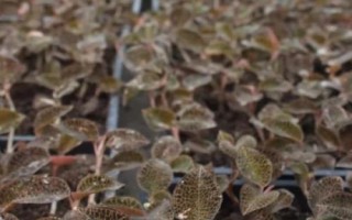 种植金线莲的前景,目前来看前景比较广阔