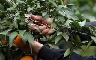 为沙糖桔保花保果的方法，剪除生长不良的枝叶能让花朵和果实吸收更多养分