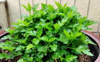 盆栽菊花如何养殖，夏季每天都浇一次水