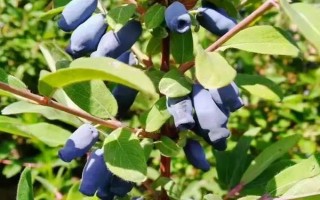 蓝靛果可以放几天，常温条件下可以保存2-3天