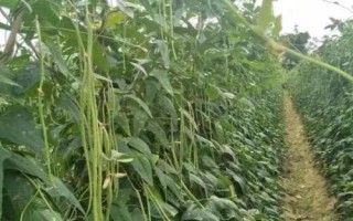 豆角的种植时间,在我国长江以南各地春、夏、秋均可栽培