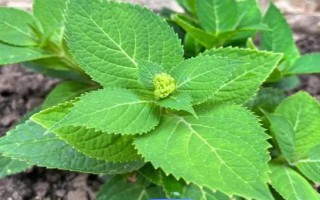 无尽夏花期能施肥吗，无尽夏花期不可施肥