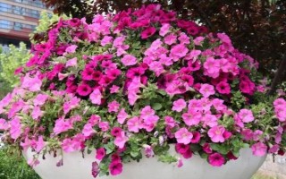 喇叭花早上开晚上闭的原因,是因为中午的温度较高会带走水分