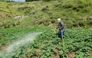 烟草花叶病的危害症状，叶脉两侧叶肉组织会渐呈淡绿色