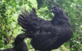 有哪些散养鸡品种,常见的有芦花鸡、三黄鸡等