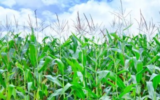 金诚12玉米种子介绍，5月下旬至6月上旬播种