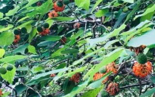 什么是构树,属于桑科、构属落叶乔木