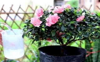 种植杜鹃花的要点，注意剪除细弱的枝条和过于繁茂的枝条