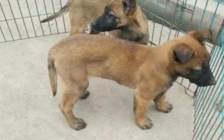 马犬怎么饲养,不同年龄阶段的饲养方法不同