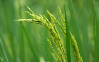 辽粳1402水稻种子特点，每亩有效穗数27.7万穗