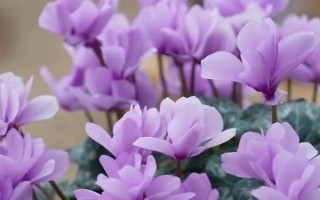 仙客来花茎萎蔫弯曲怎么办，要根据引发原因采取对应措施