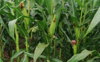兆育25玉米种子介绍,高抗茎腐病