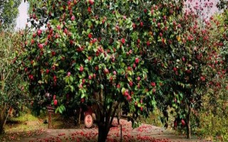 茶叶与茶花树的区别是什么，用途、叶片和花朵均不同