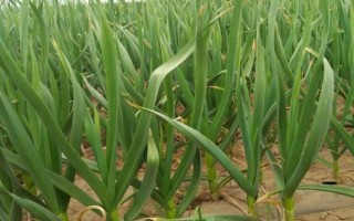 大蒜的种植方法，播种深度以3-4cm左右为宜