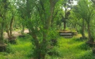 新移栽石榴树的注意事项,一年四季都可以进行移栽