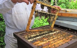 近距离搬蜂的最佳方式，搬蜂后要加强蜂群的管理