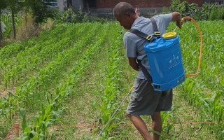 玉米地空秆缺粒如何预防，首先可根据当地气候选择合适品种