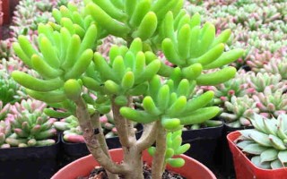 八千代的施肥方式，春秋两季可隔20-30天施一次肥料