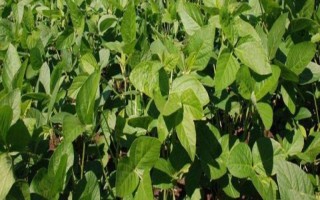 驻豆12大豆种子特征特性,属有限结荚中熟品种