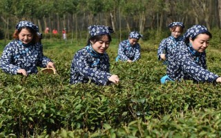 南京雨花茶属于哪种茶，是一种绿茶也是我国的名茶