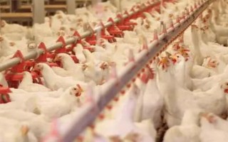 鸡的养殖方法，首先要选择良种鸡