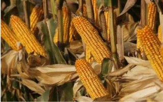 强硕68玉米品种有什么特点，出籽率达到80.5%