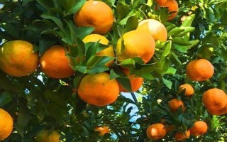 橘子生长在哪里，主要在长江中下游或长江以南地区