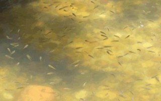 亲亲鱼的产地，主产于泰国、中东地区、西双版纳等地方