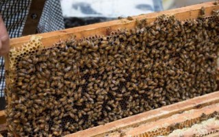 养一年蜜蜂能不能挣20万,主要取决于蜂种、规模、养殖技术等条件