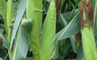 成单393玉米种子简介