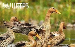 麻鸭和一般鸭子的区别，外观特征不同