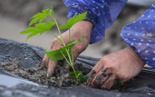 种植苦瓜的时间和方法，北方地区3-4月份可在棚内育苗、长江流域在3月份播种