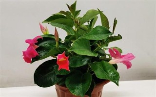 飘香藤的花语，寓意难忘爱情、充满生机等