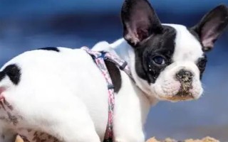 幼犬30天断奶后吃什么东西，建议喂食宠物专用的羊奶粉