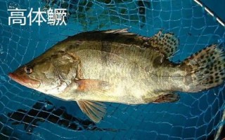什么是鳜鱼,属于鮨科淡水鱼类